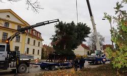 2020 11 19 Aufstellung Baum 01 web