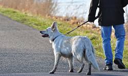 leinenpflicht mabelamber dog 3226922 1920