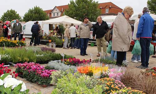 Blumenmeer Haupttorplatz Leuna Blumenmeer Haupttorplatz Leuna