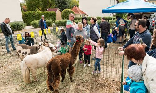 Stadtfest Streichelzoo Stadtfest Streichelzoo