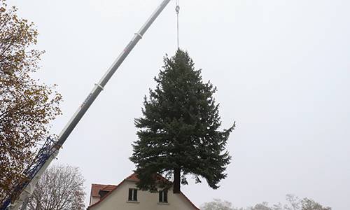 2019 11 21 Fällung am Haken WEB © Heike Hickmann 2019 11 21 Fällung am Haken WEB © Heike Hickmann