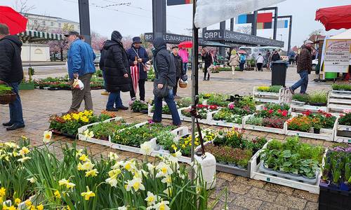 2023 Grüner Markt Blumen WEB © Heike Hickmann 2023 Grüner Markt Blumen WEB © Heike Hickmann