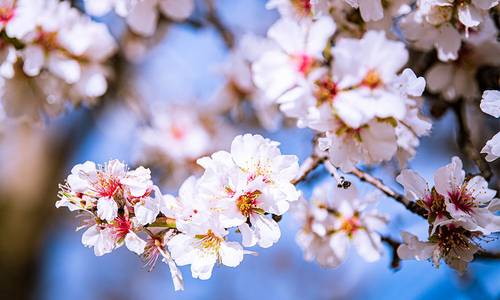 fr hling pixabay van hong phuc bui