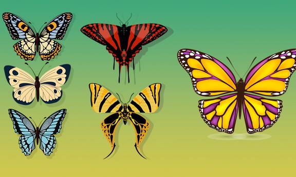 schmetterlinge pixabay